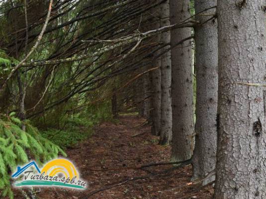 База отдыха «AmigoLand»