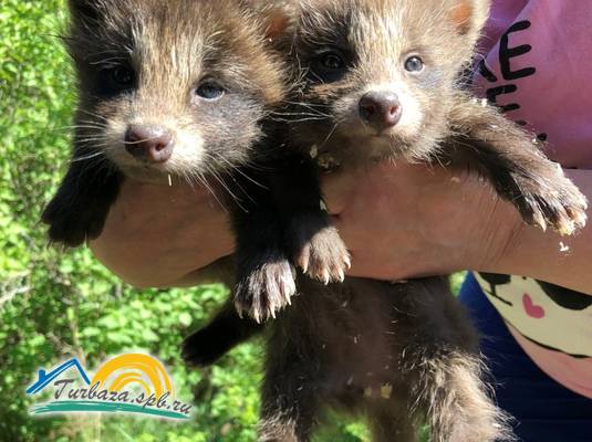 База отдыха «Кот Матроскин»