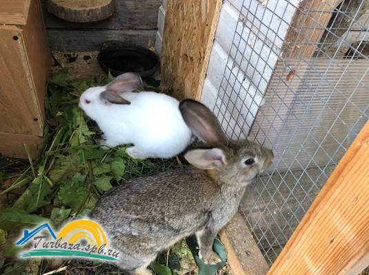 База отдыха «Кот Матроскин»