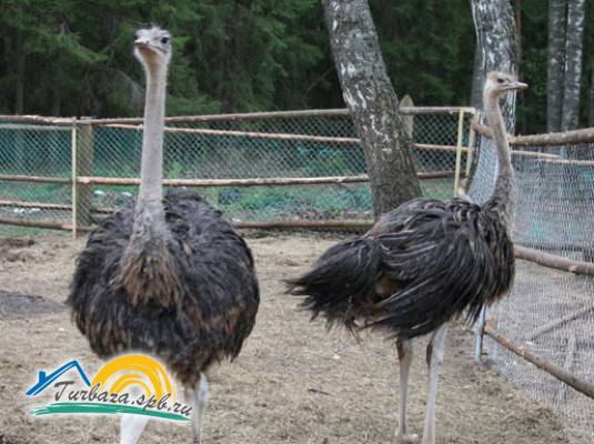 База отдыха «Аннушка»