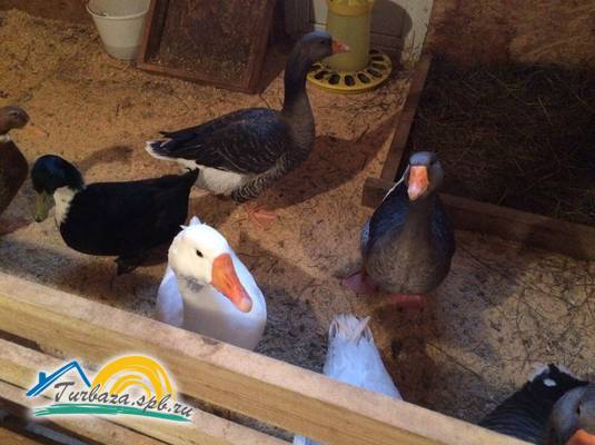 Парк-отель «Хутор Ярви»