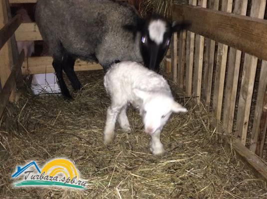 Парк-отель «Хутор Ярви»