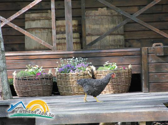 База отдыха «Хутор Салокюля»