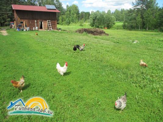 Экоферма «Серебрянка»