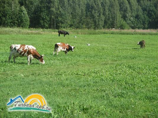 Экоферма «Серебрянка»