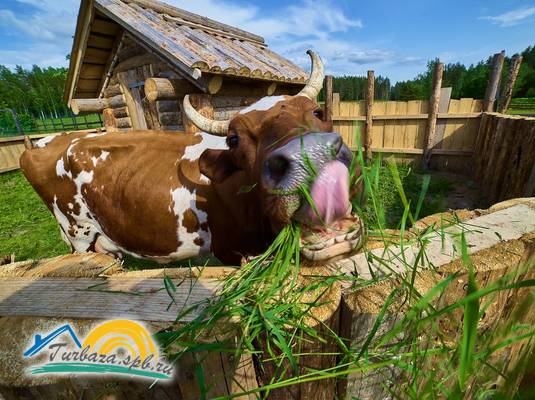 Туристический эко-комплекс «Мазаная горка»