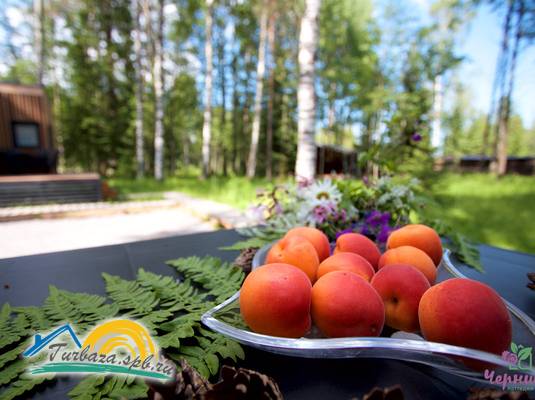 Загородный комплекс «Черника»